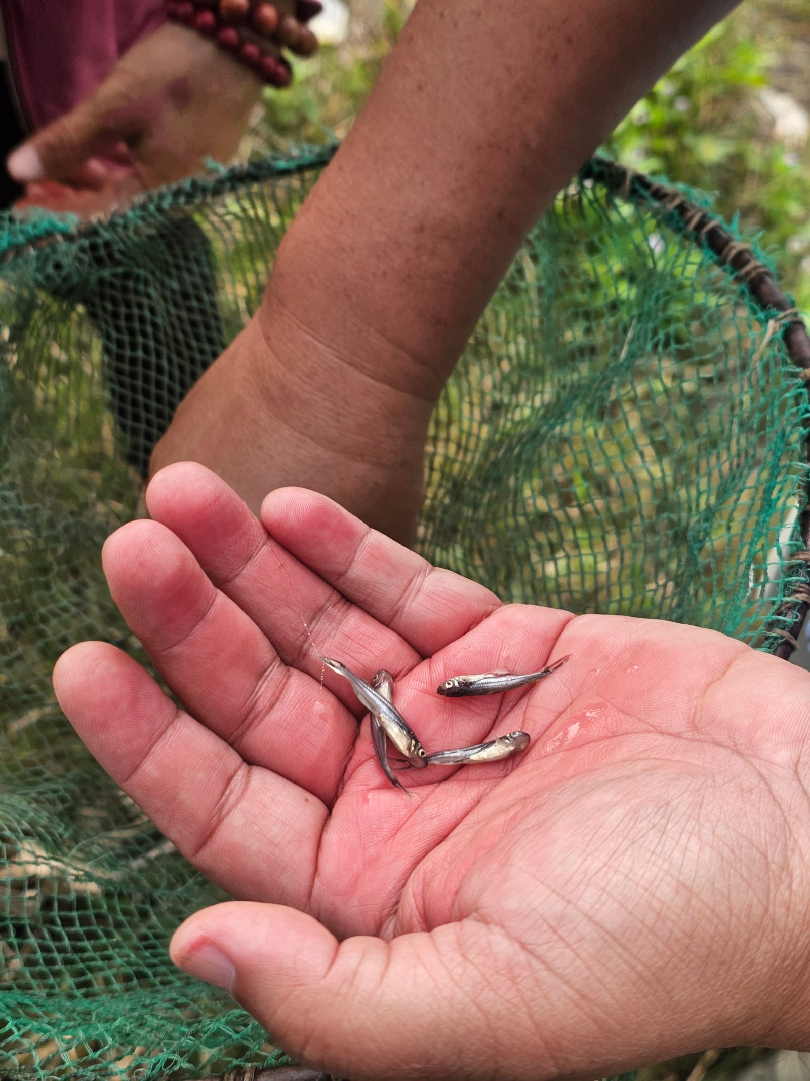 Fingerlings held in a farmer's hand at a fish farm