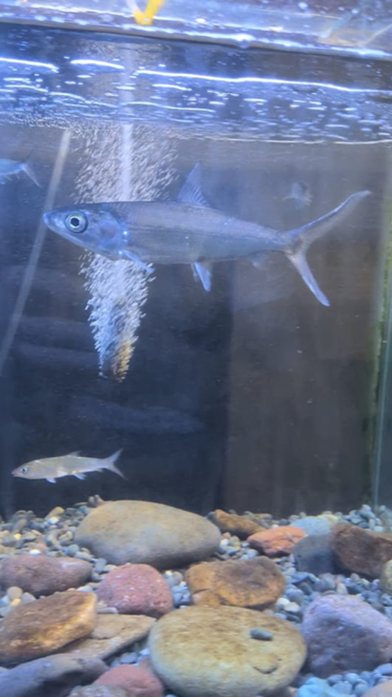A milkfish (Chanos chanos)