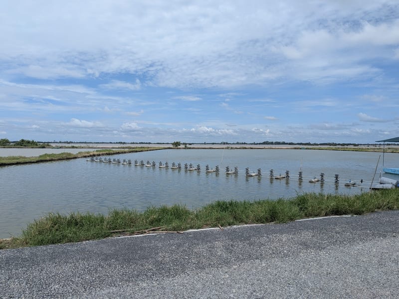 A pangasius grow-out farm in the Mekong Delta, Vietnam