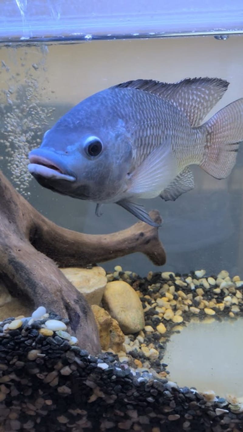A tilapia (Oreochromis)